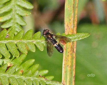 Platycheirus rosarum, male, hoverfly, Alan Prowse